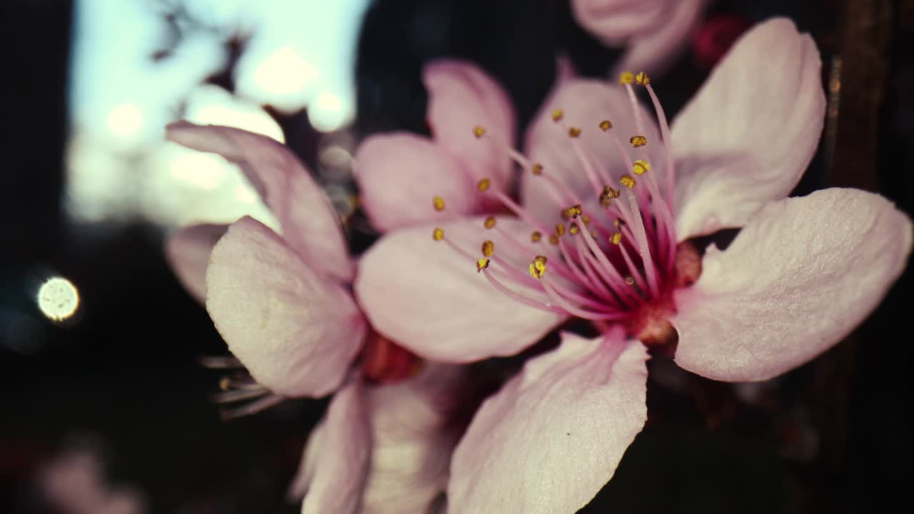 超宏花视频素材