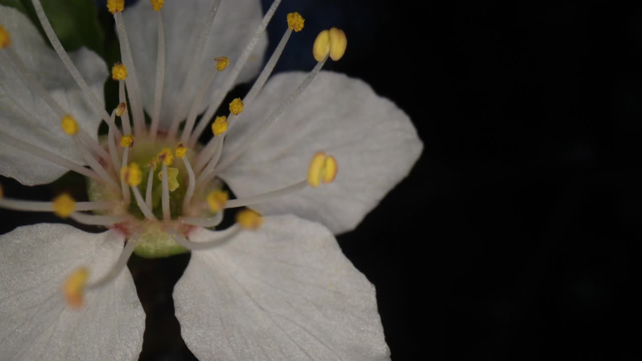 超宏花视频素材