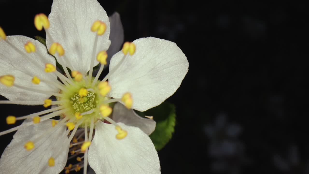 超宏花视频素材