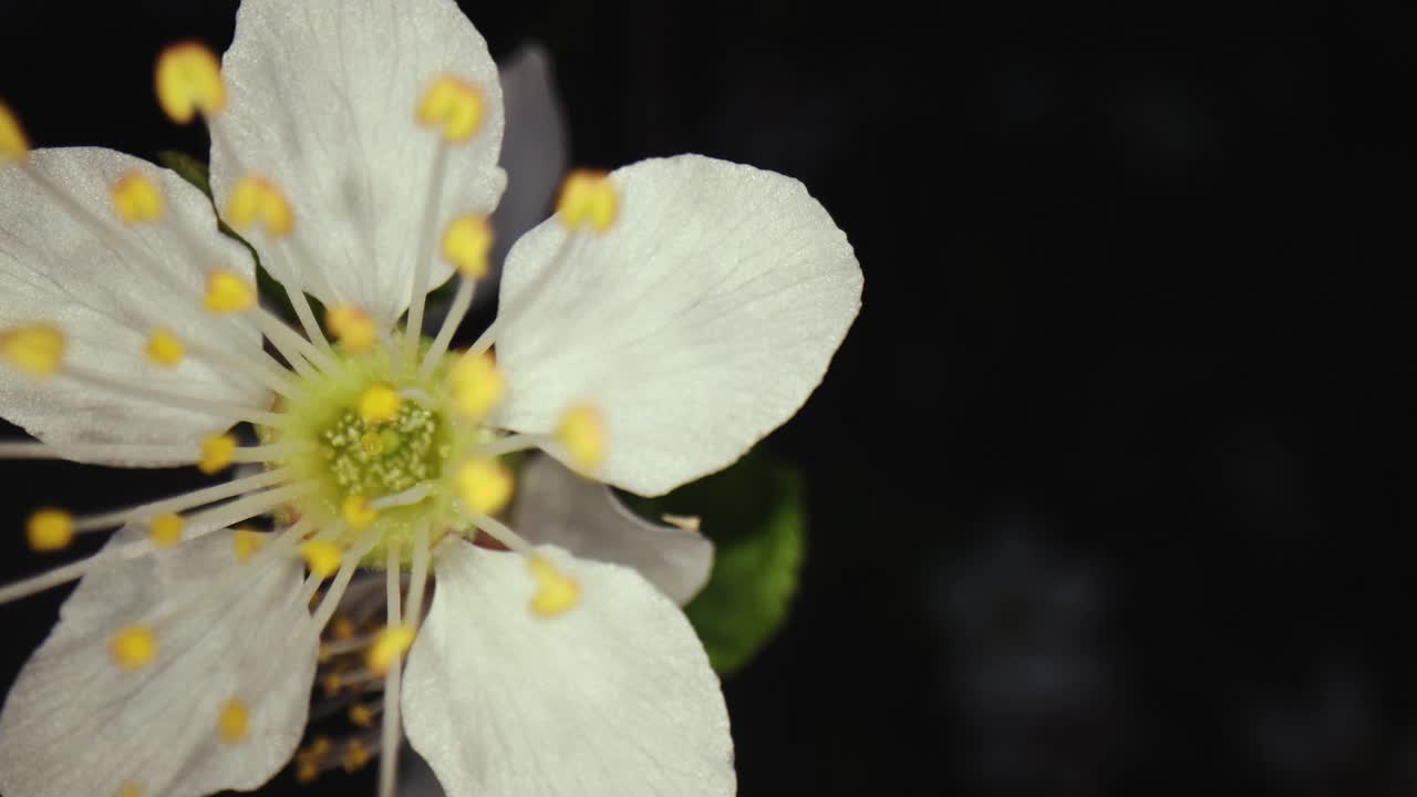 超宏花视频素材