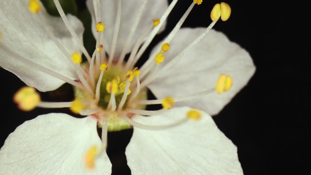 超宏花视频素材