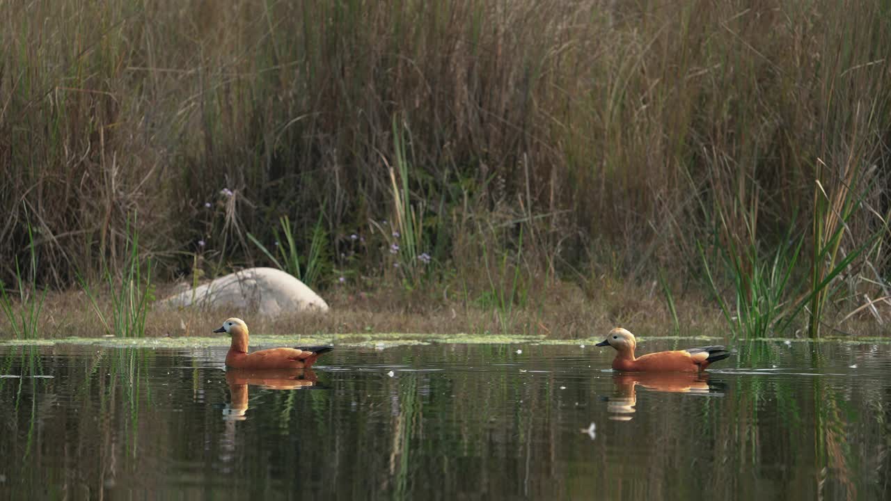 慢镜头中，一只红尾shelduck (Tadorna ferruginea)在湖里游泳视频素材