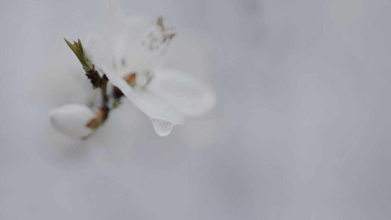 春花上滴，慢镜头视频下载