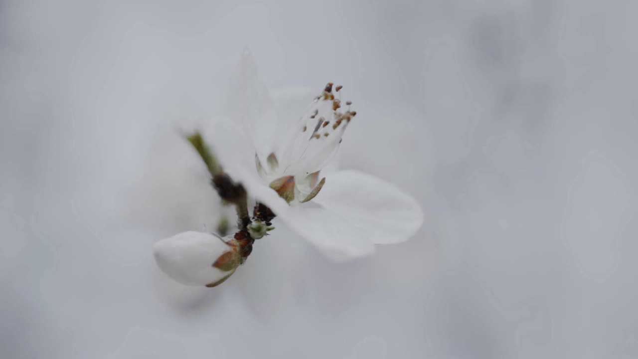 春花上滴，慢镜头视频下载