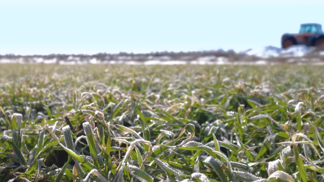 麦田里，植物上结霜视频素材