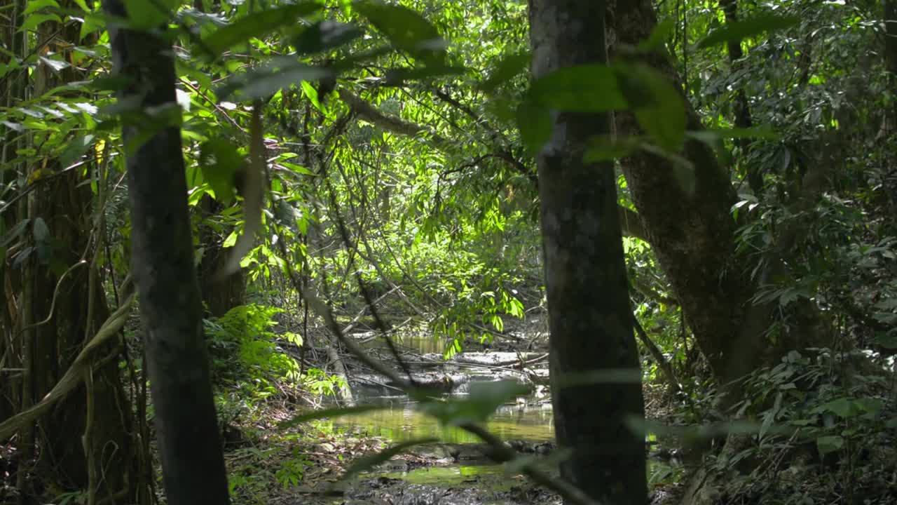 夏季热带森林中隐藏的小溪流景色。视频素材