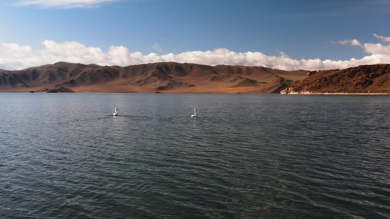 白天鹅在山上的湖，蒙古山区的一个湖，鸟类的休息的地方。鸟瞰图视频素材