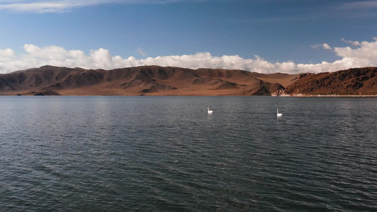 白天鹅在山上的湖，蒙古山区的一个湖，鸟类的休息的地方。鸟瞰图视频素材