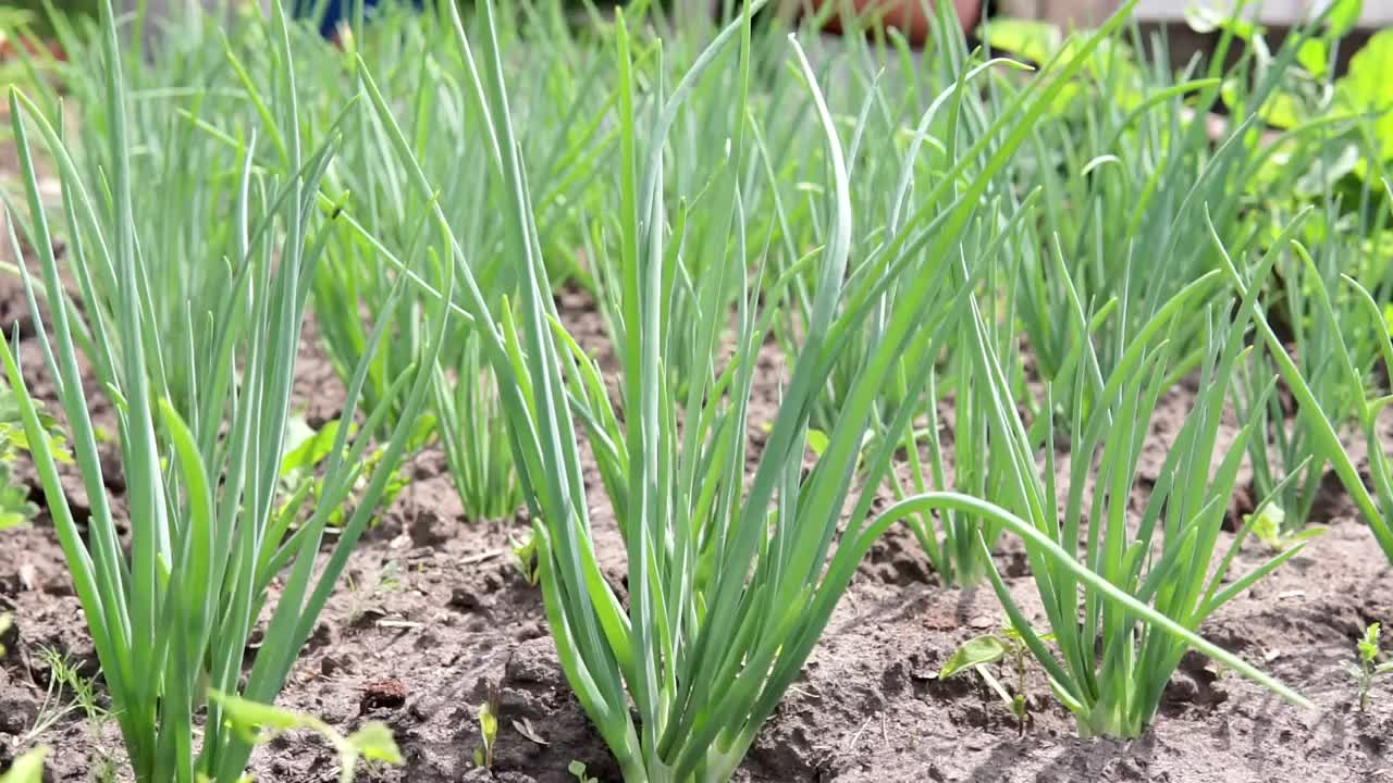 在田间种植有机大葱。选择性集中，有机蔬菜视频素材