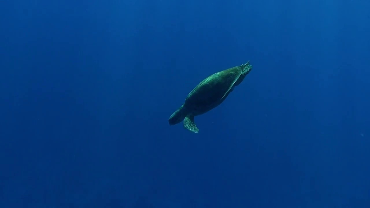 深吸一口气-红海龟-卡瑞塔卡瑞塔视频素材