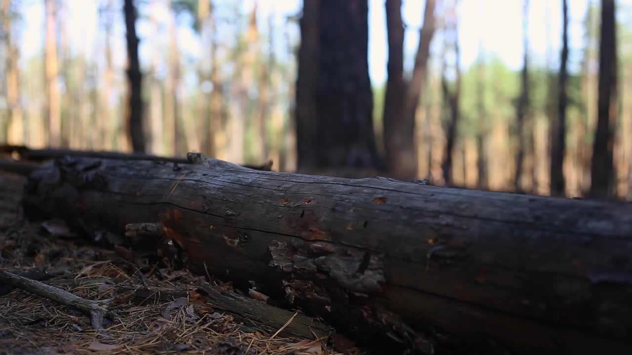 年轻人在山里或森林里徒步旅行。狭窄的焦点。视频下载