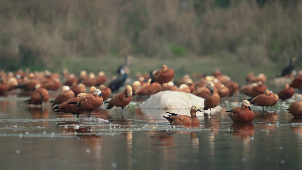 慢镜头中，一只红尾shelduck (Tadorna ferruginea)在湖里游泳视频素材