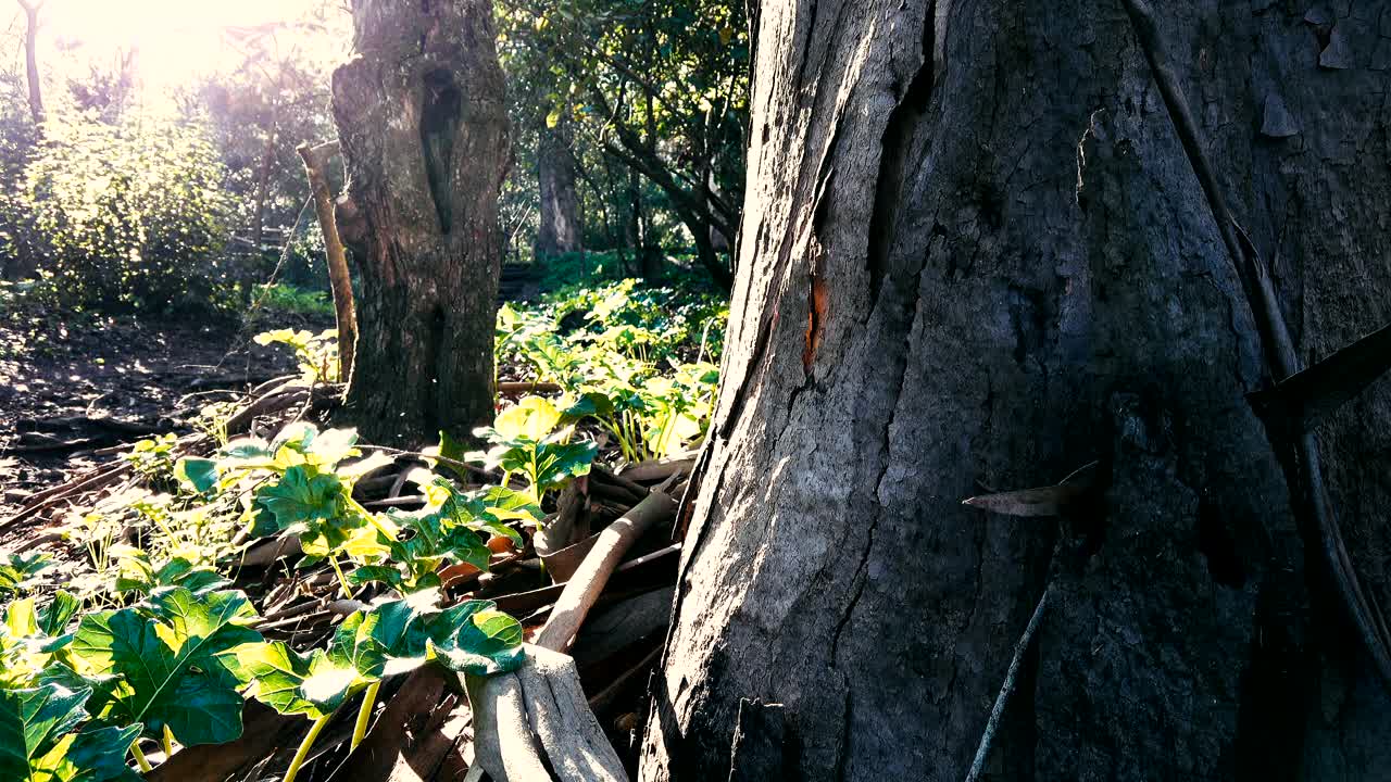 里斯本的孟山都自然公园视频素材