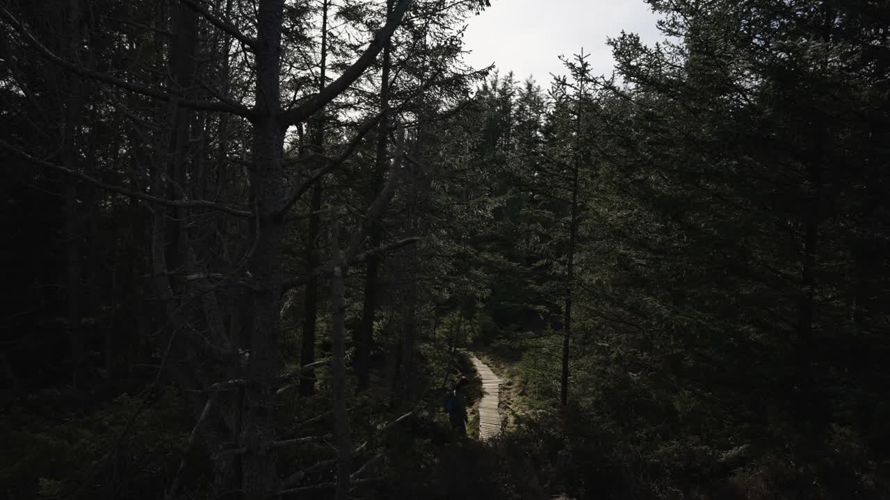 挪威的森林:春天，女人在云杉和松树之间徒步旅行视频素材