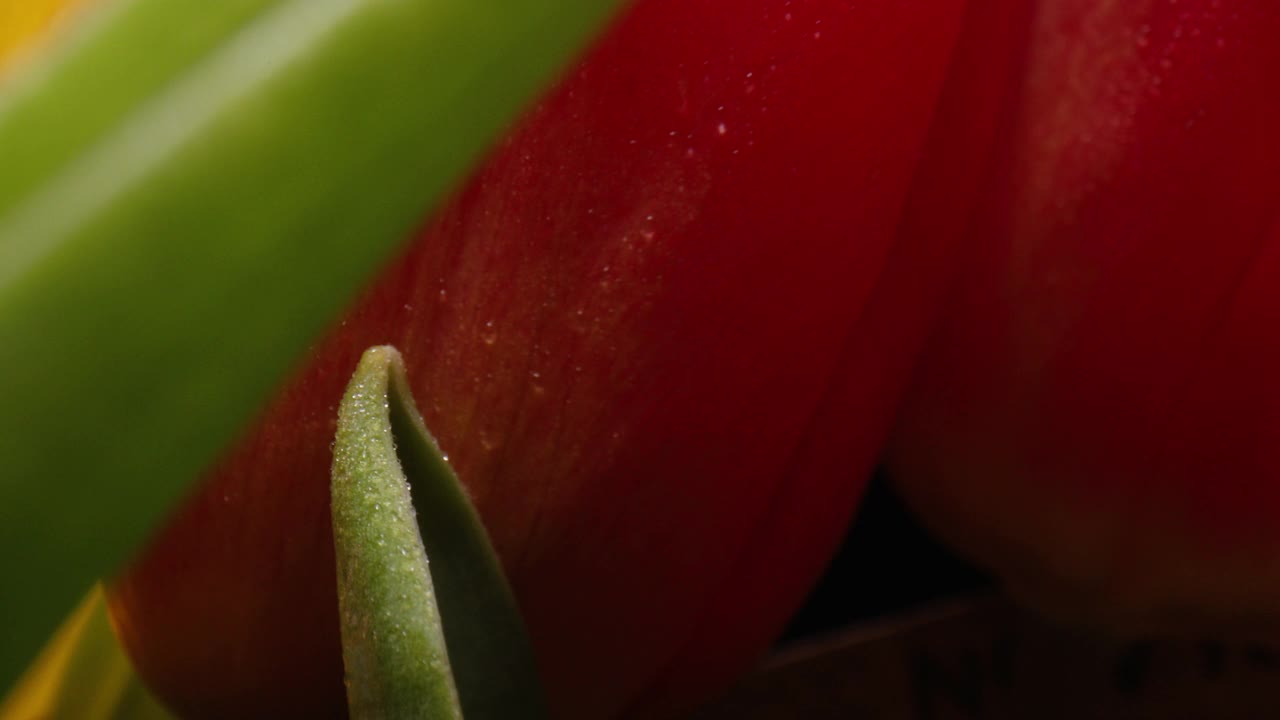 一个郁金香花头的特写视频素材