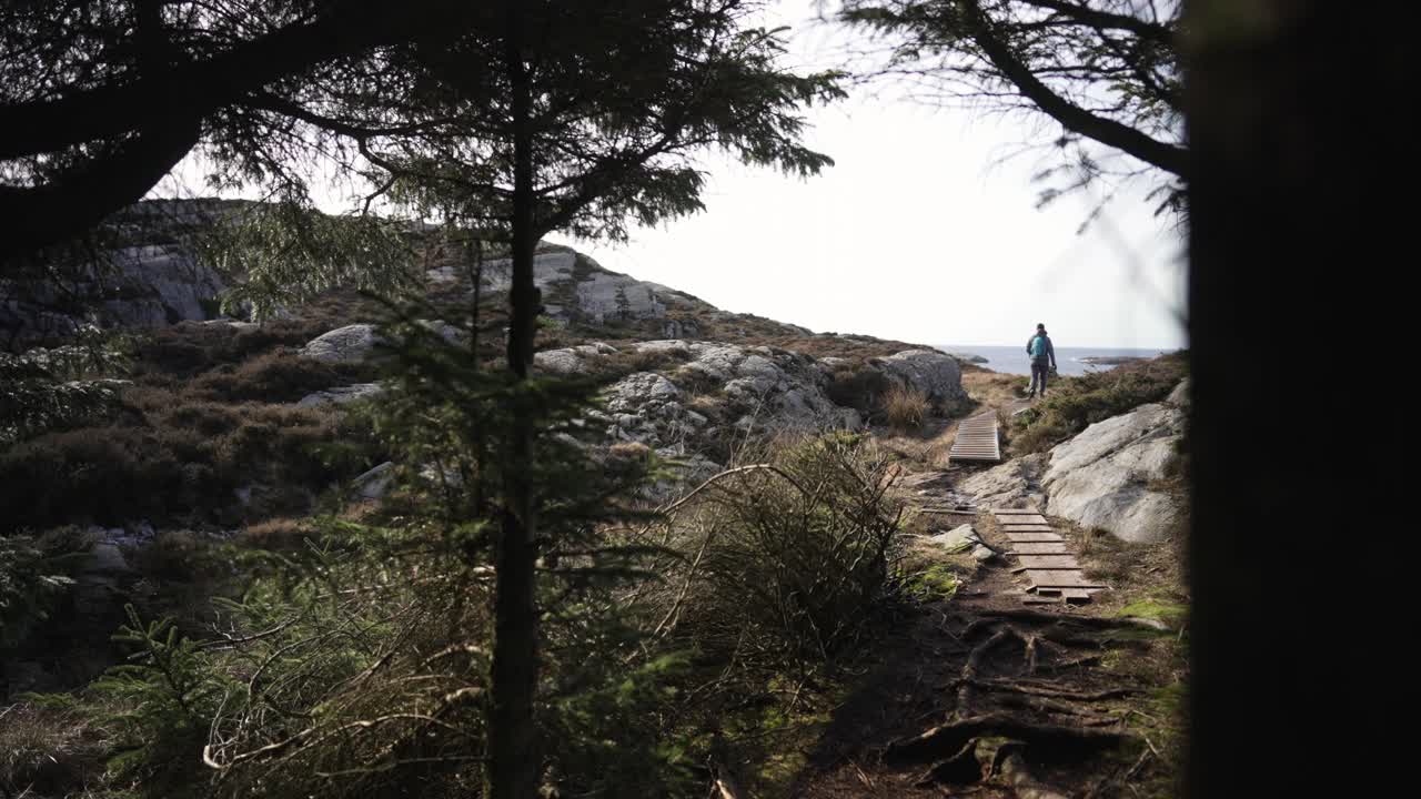 挪威的森林:春天，女人在云杉和松树之间徒步旅行视频素材