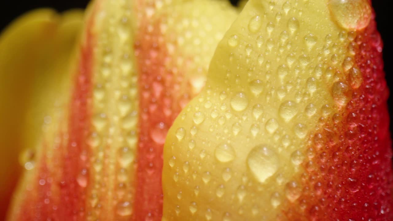 一个郁金香花头的特写视频素材