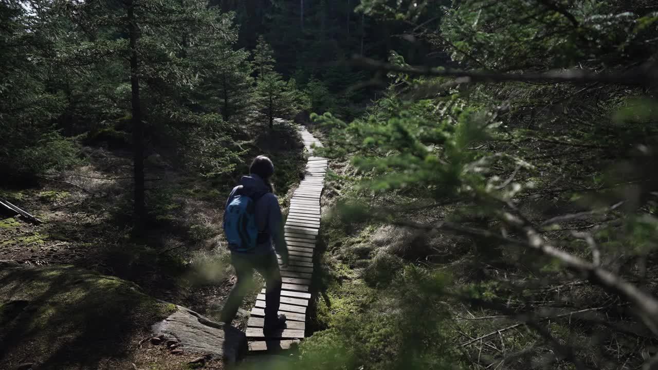 挪威的森林:春天，女人在云杉和松树之间徒步旅行视频素材