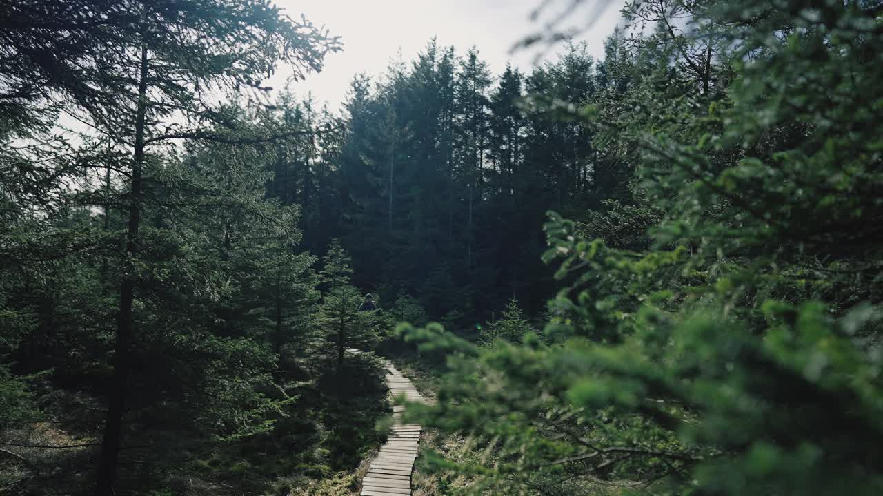 挪威的森林:春天，女人在云杉和松树之间徒步旅行视频素材