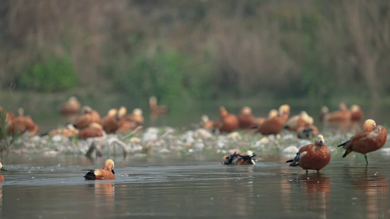 慢镜头中，一只红尾shelduck (Tadorna ferruginea)在湖里游泳视频素材