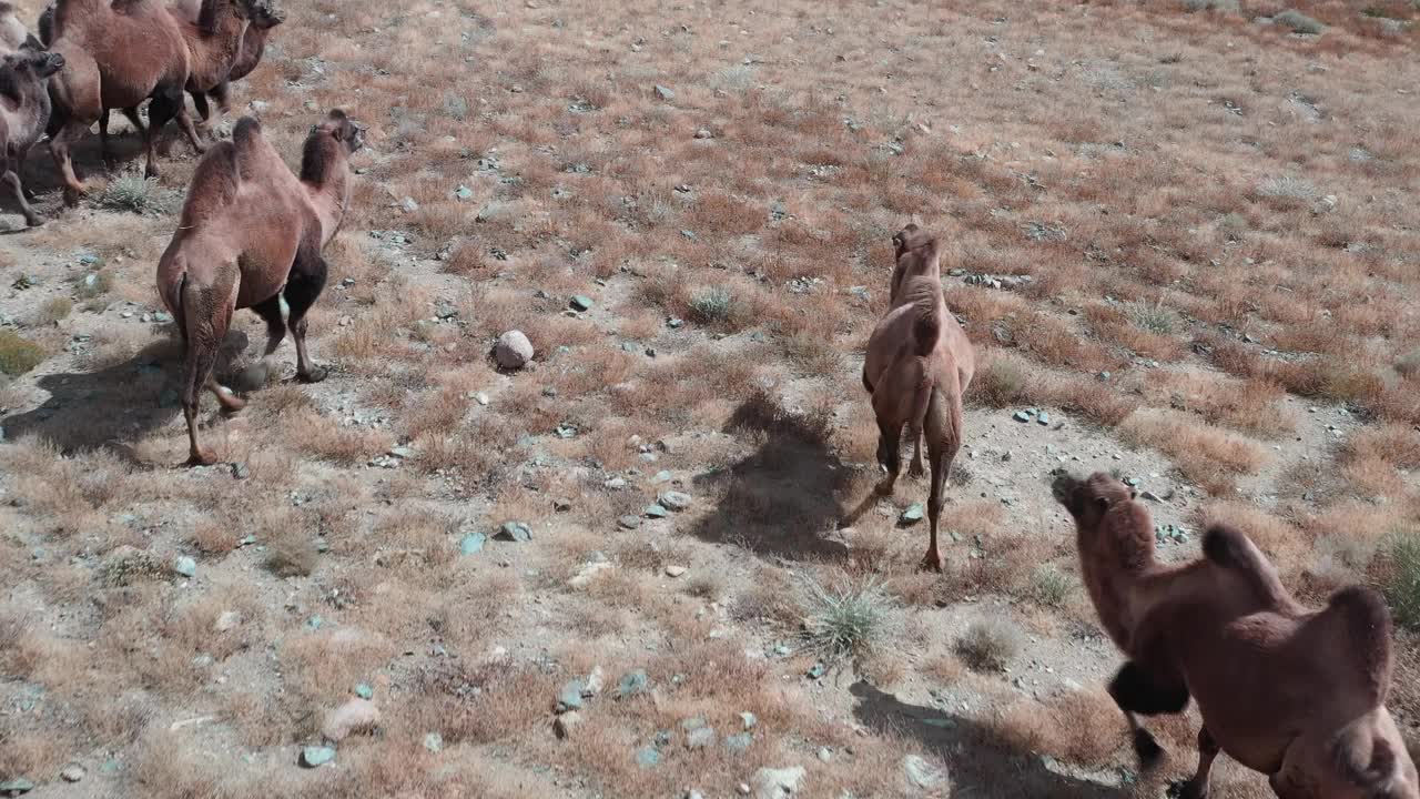 蒙古戈壁沙漠中的双峰驼。牧场上的一群动物视频素材