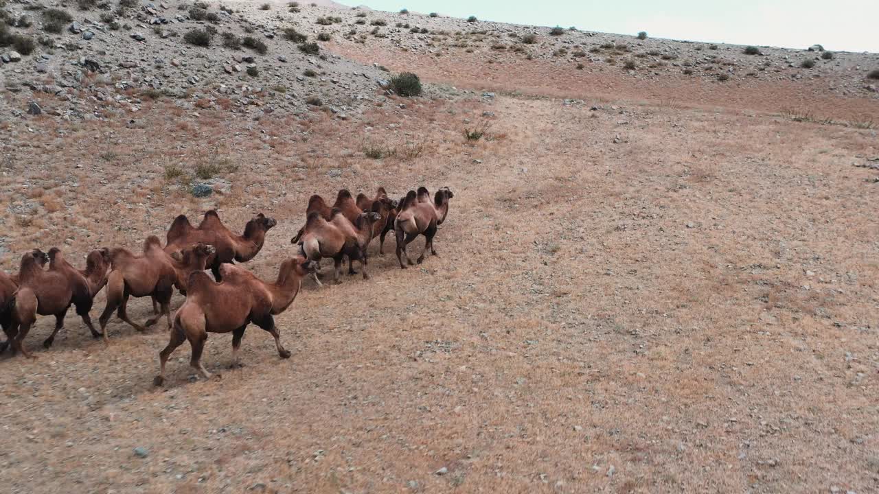 蒙古戈壁沙漠中的双峰驼。牧场上的一群动物视频素材