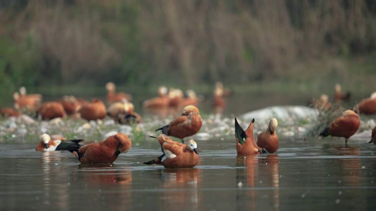 慢镜头中，一只红尾shelduck (Tadorna ferruginea)在湖里游泳视频素材