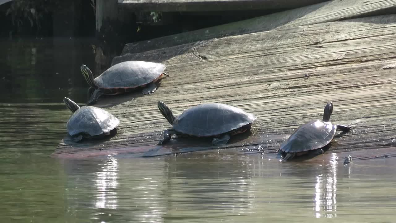 海龟湖日光浴视频素材