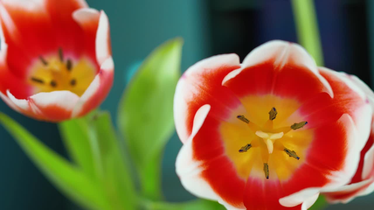 一束开放的白红色郁金香花蕾与黄色的心的特写。他们又多了一朵花视频素材