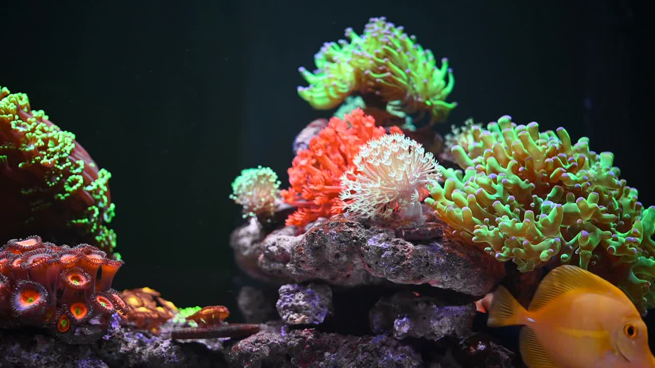 海洋水族馆与美丽的珊瑚和鱼类近距离视频素材