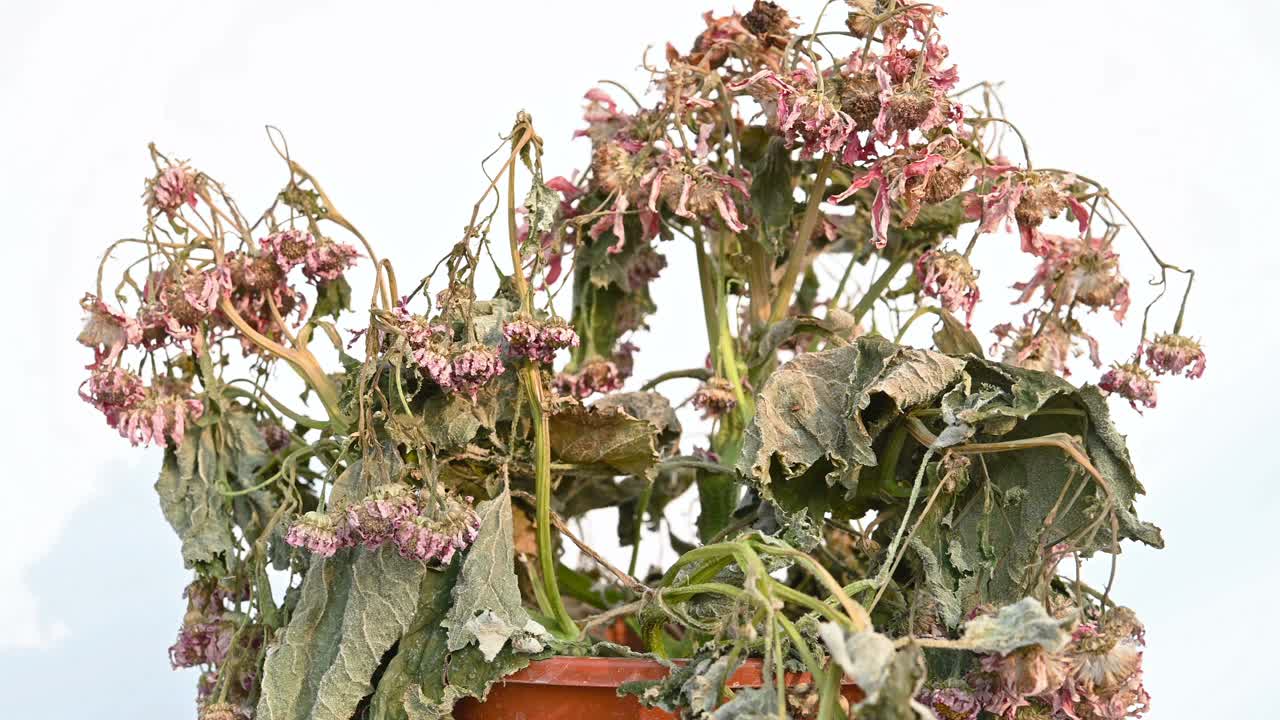 褪色的丁香菊花花在白色的背景上旋转视频素材