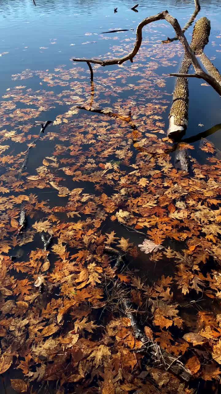 湖面上的秋叶视频素材