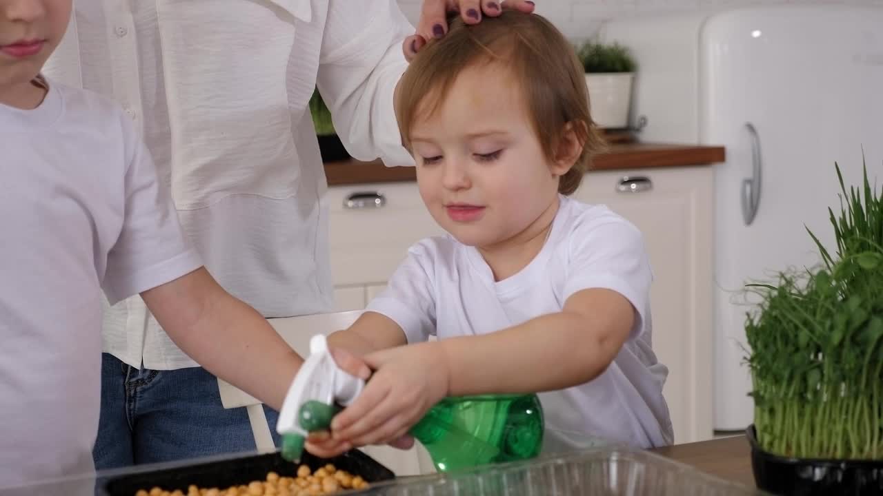 特写的孩子与母亲种植豌豆种子和浇水他们视频素材