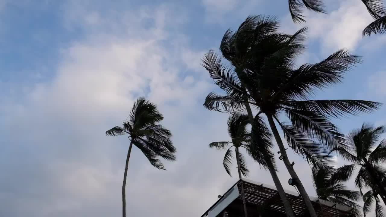 慢动作的椰子树在风中吹拂下，傍晚的天空视频素材