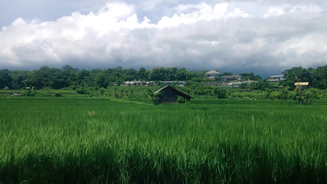 在一个阳光明媚的日子里，在村子的稻田中间有一个小屋，美丽的绿色风景视频素材