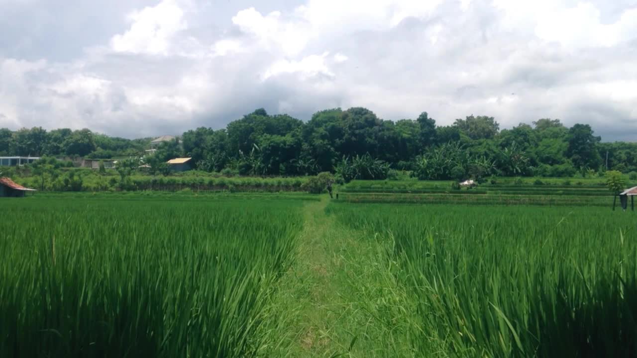 在阳光明媚的日子里，村里的稻田呈现出宁静的绿色景观视频素材