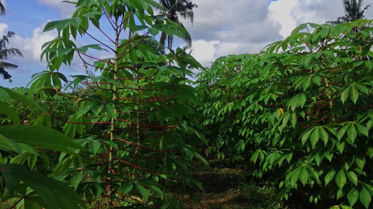 乡村农业用地木薯田中间的自然氛围视频素材