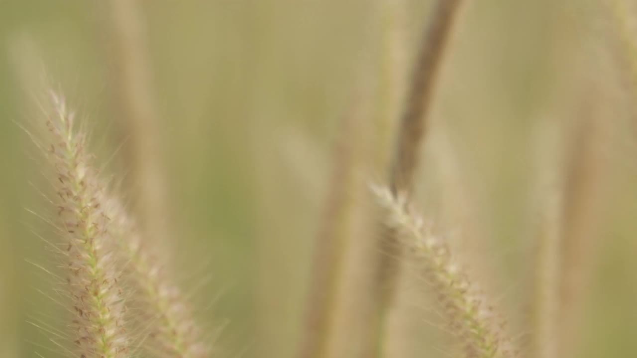 美丽的草花在风中视频素材