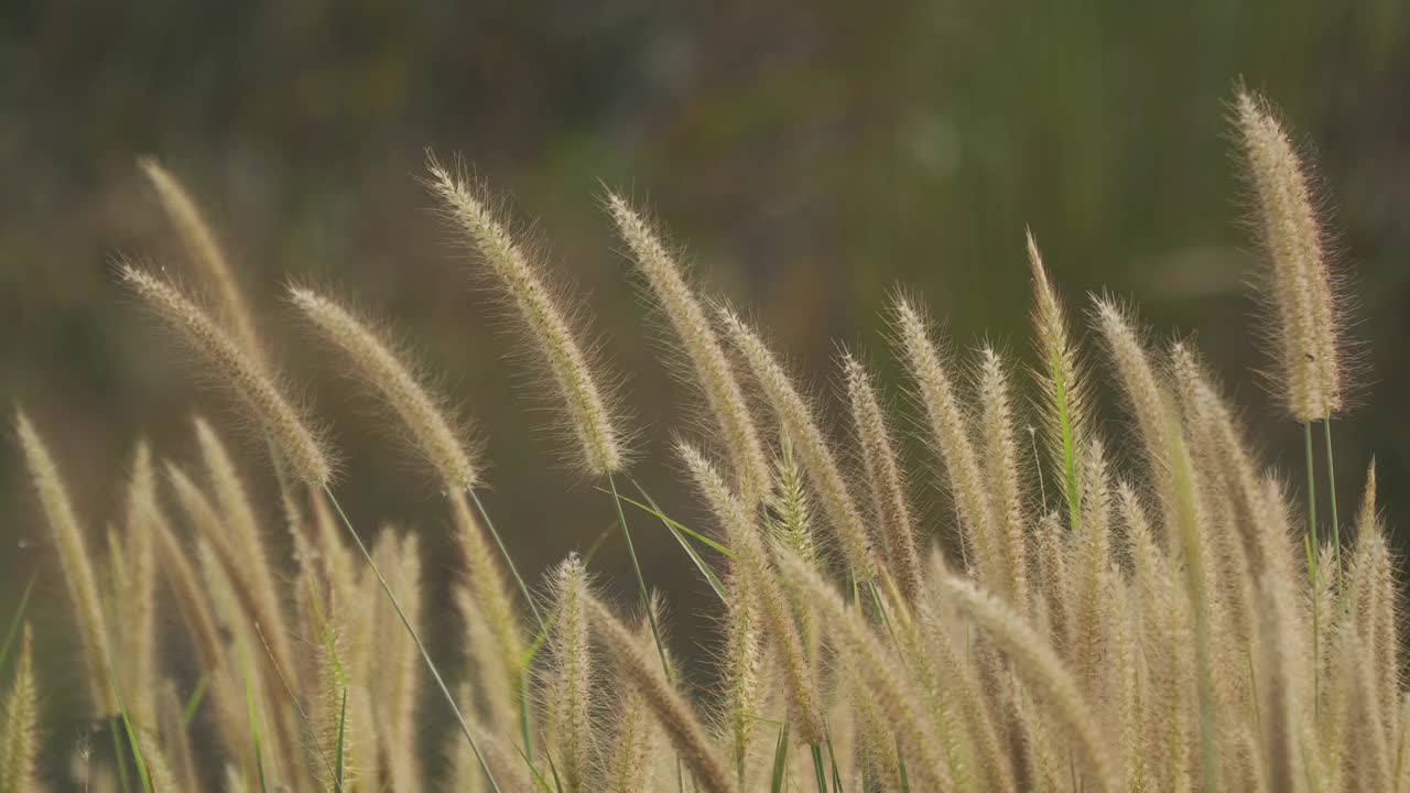 美丽的草花在风中视频素材