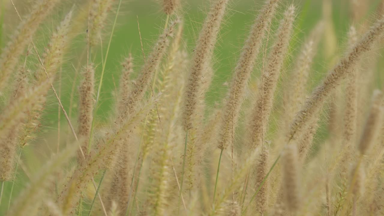 美丽的草花在风中视频素材