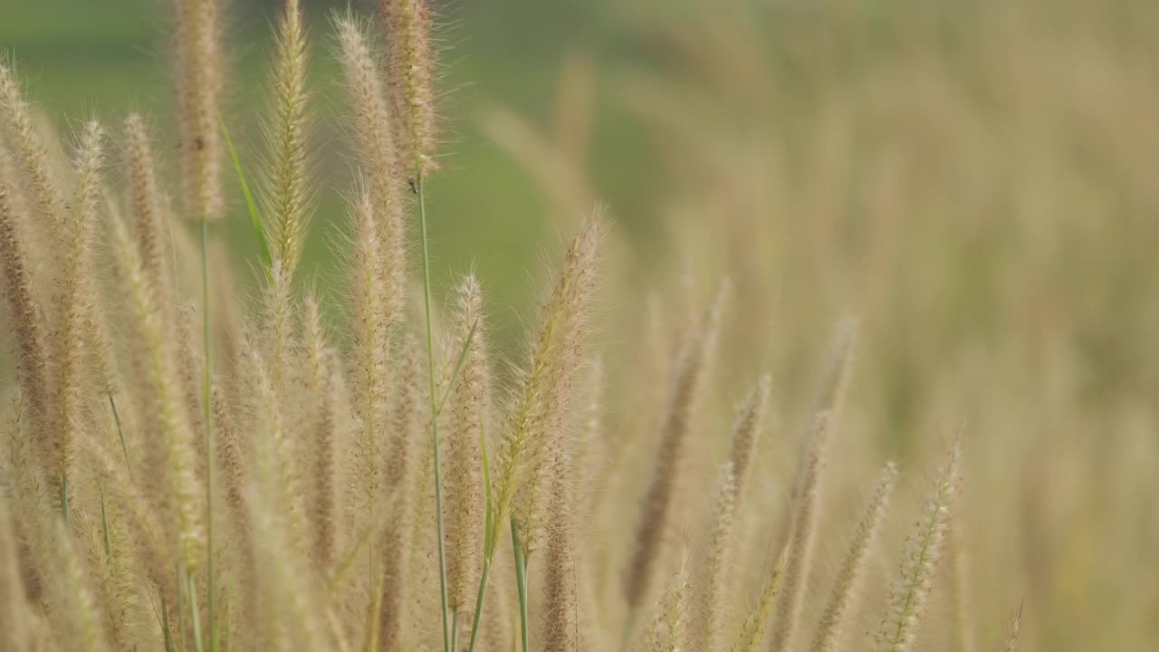 美丽的草花在风中视频素材