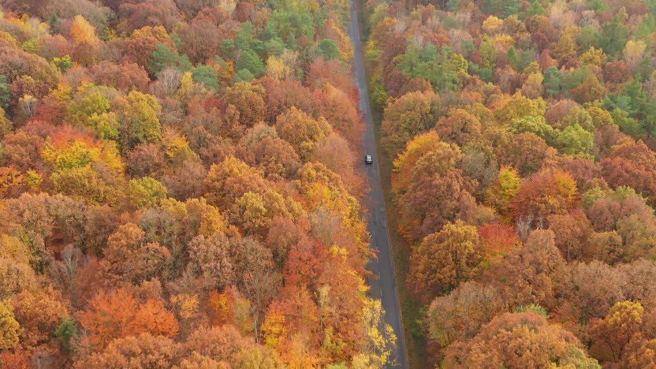 秋季森林鸟瞰图视频下载