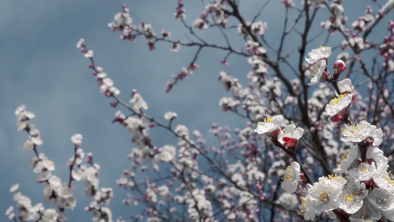 树枝与美丽的白色春天杏花树上。以杏花为背景的自然景色。植物开花的概念。盛开的背景视频素材