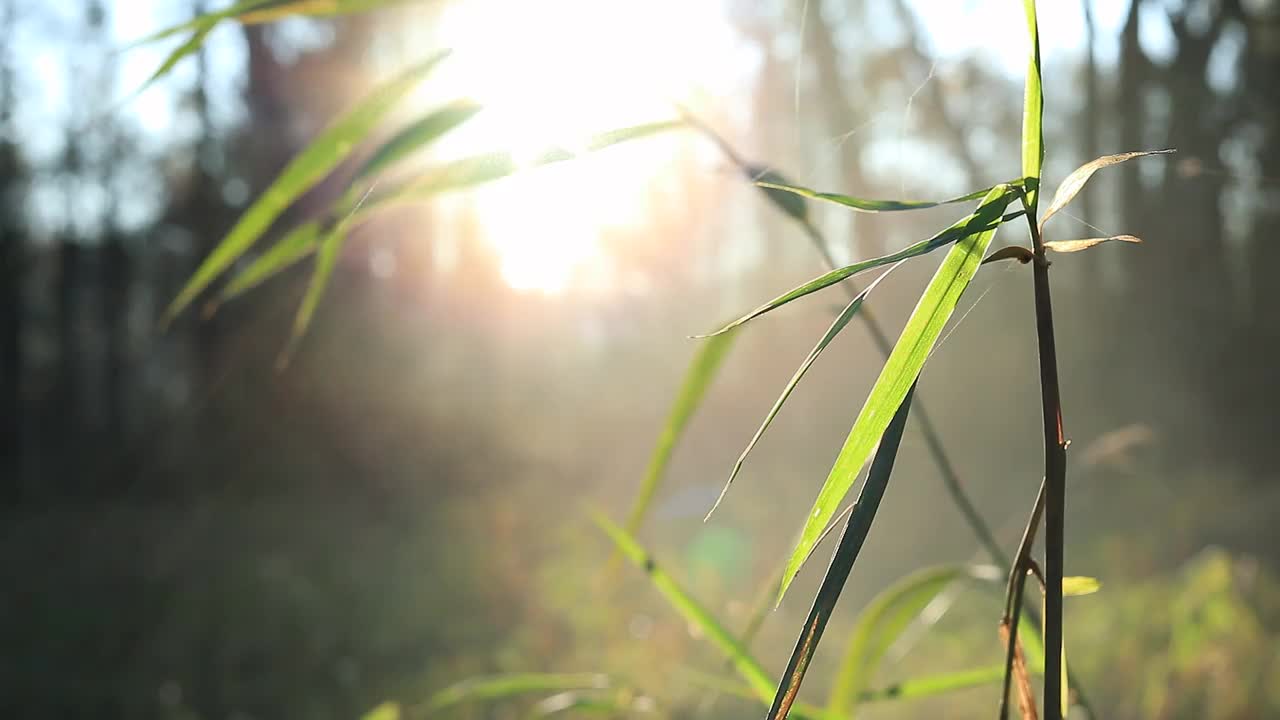 日出后的夏季草地视频视频素材