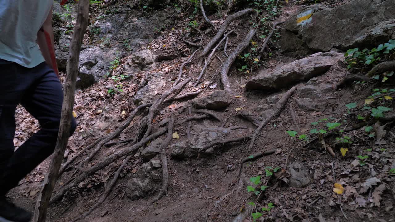 一名手持木棍的男性游客在树林中徒步旅行。视频素材