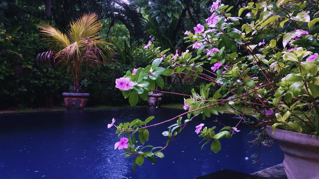 美丽的雨气氛雨点在Catharanthus蔷薇观赏植物在花园游泳池的蓝色水面视频素材