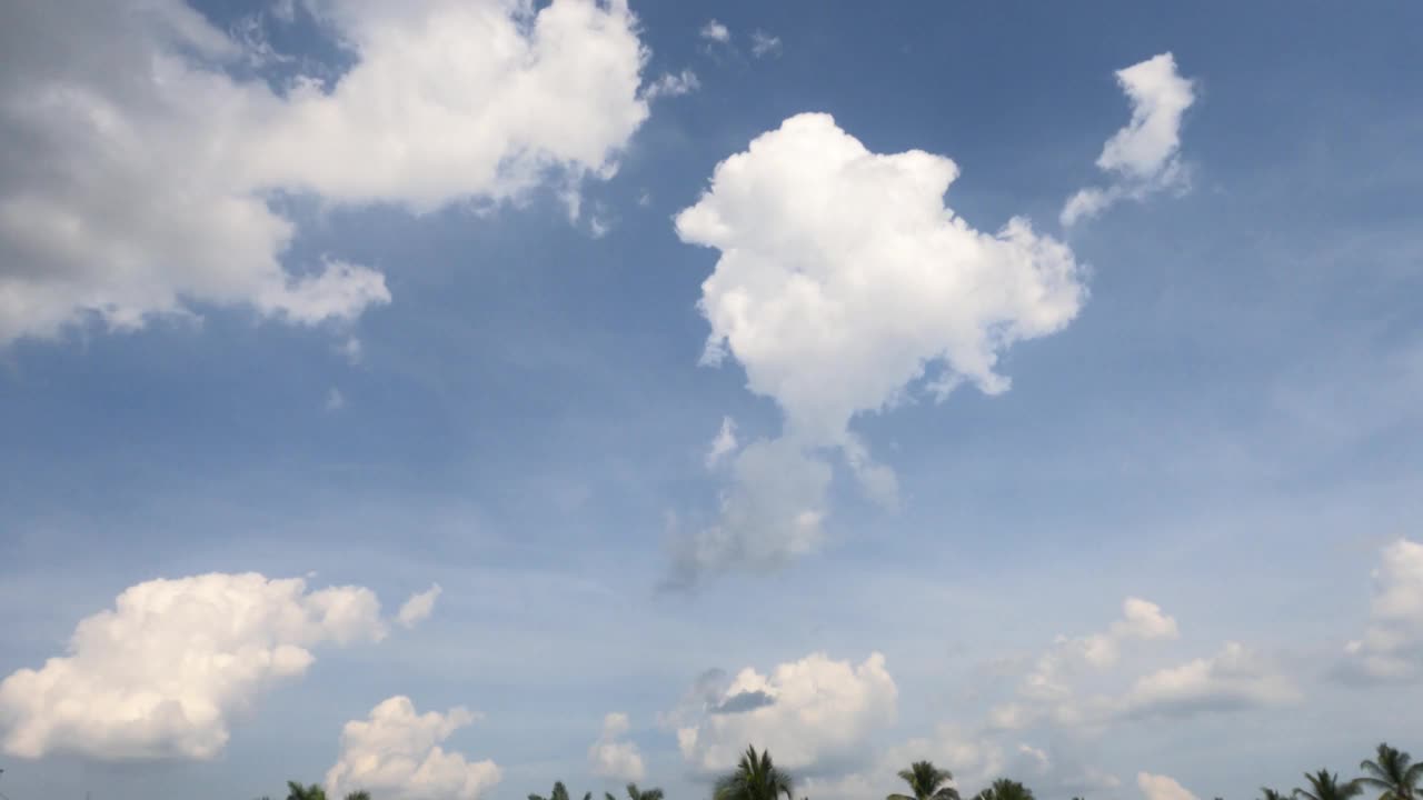 蓬松蓬松的白云，暴雨积云，棕榈树叶子的剪影视频素材