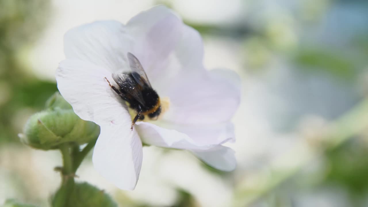 大黄蜂在花园里为花朵授粉。视频素材