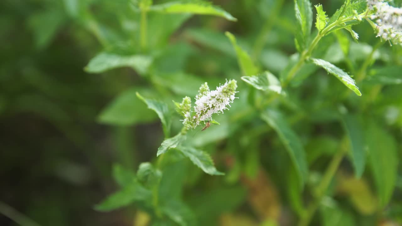 昆虫给花授粉的过程。视频素材