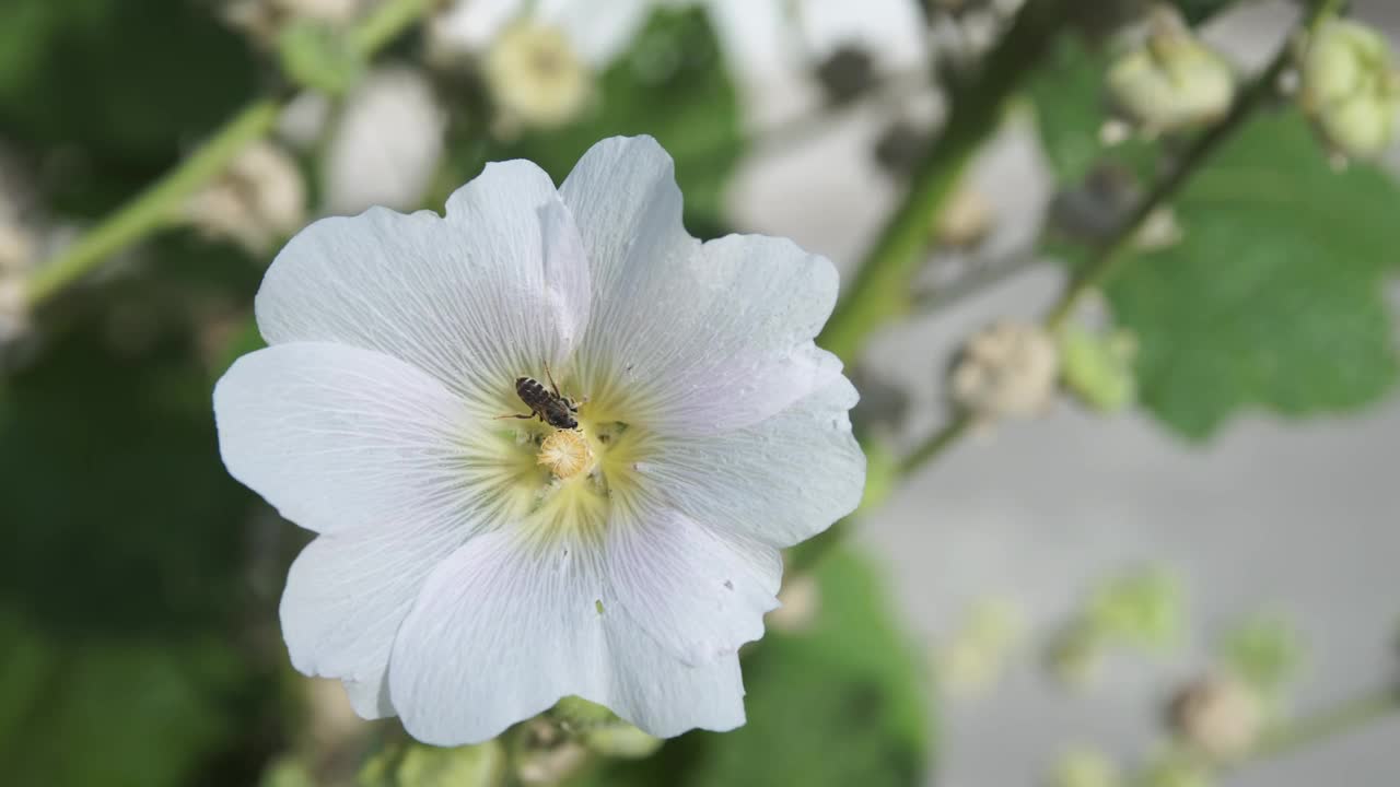 昆虫给花授粉的过程。视频素材